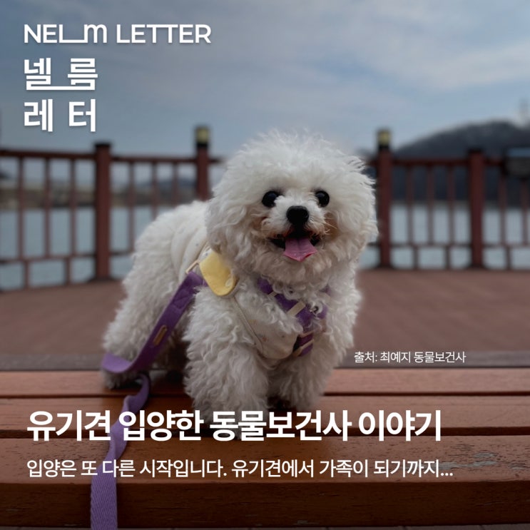  [NEL:특집] 유기견 입양한 의료진 이야기｜경기 반려마루 협약병원 넬동물의료재단