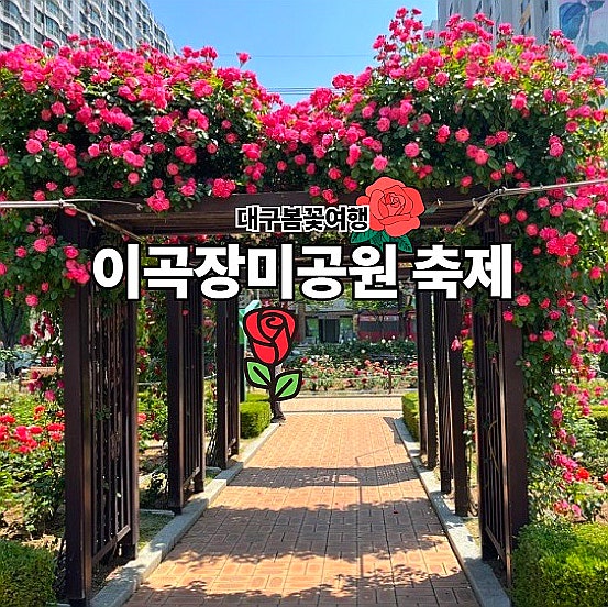  대구 이곡장미공원 축제 주차 실시간 개화상태
