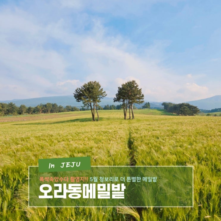  5월 청보리로 더 특별해진 폭싹 속았수다 촬영지 오라동메밀밭