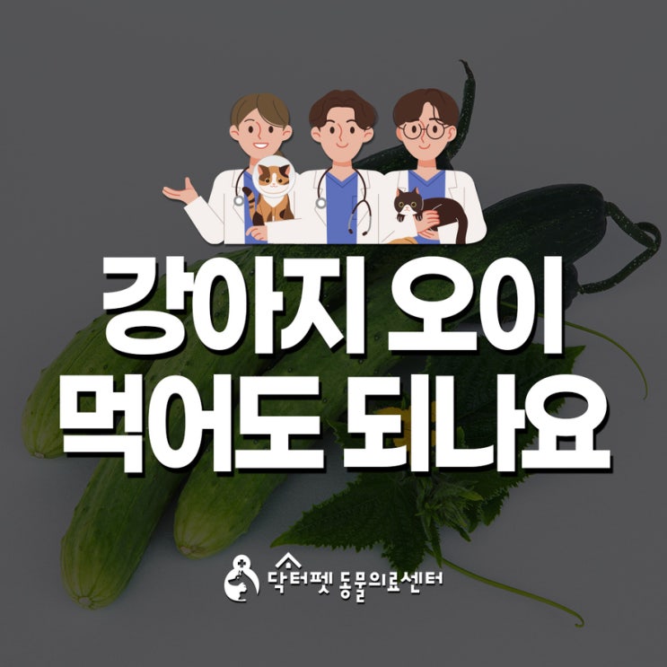  강아지 오이 먹어도 되나요  부산 가야 동물병원 닥터펫동물의료센터