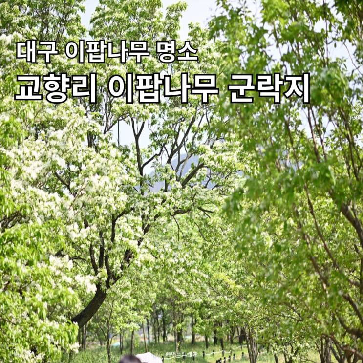  대구 교향리 이팝나무 군락지 명소사진찍기 좋은곳 주차 방문 후기