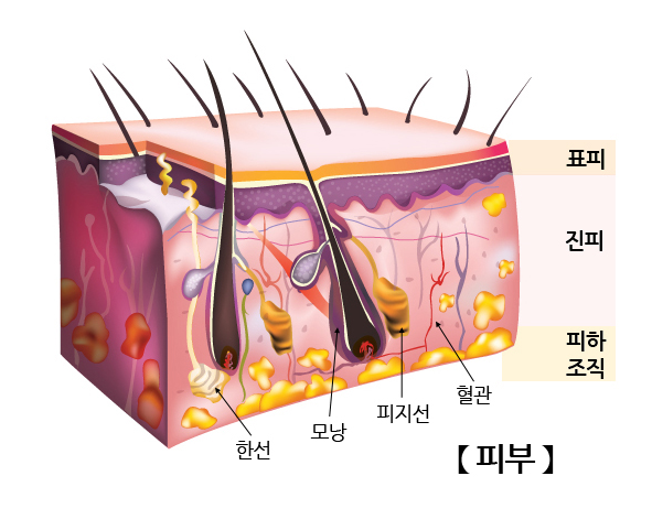  피부는 왜 관리해야 할까요? (피부구조와 아이피부까지)