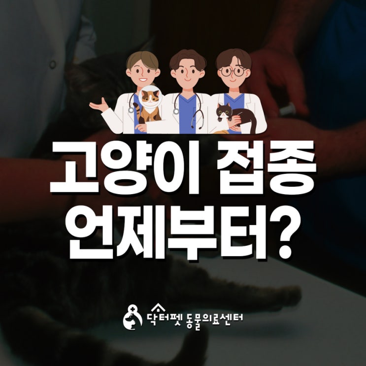  고양이 첫 백신 언제 시작하는 게 맞을까? 부산 24시동물병원