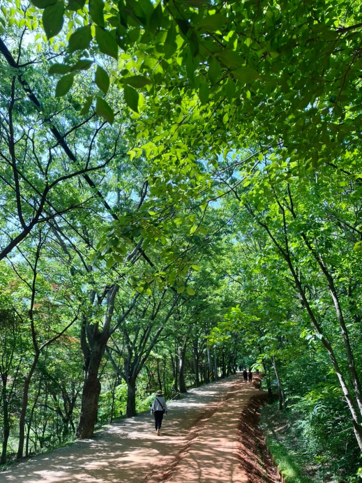  탄배 철관음