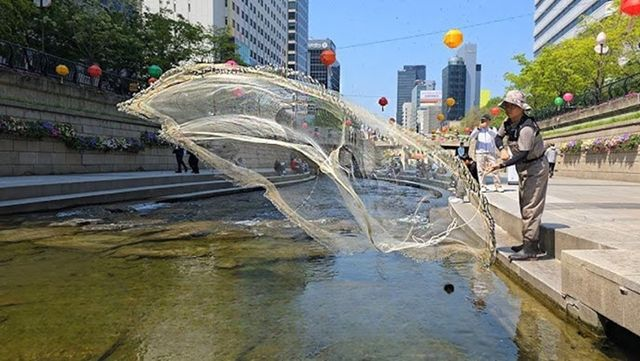  “믿을 수가 없다”…서울 청계천서 깜짝 발견된 '이것', 전 세계서 한국에만 산다