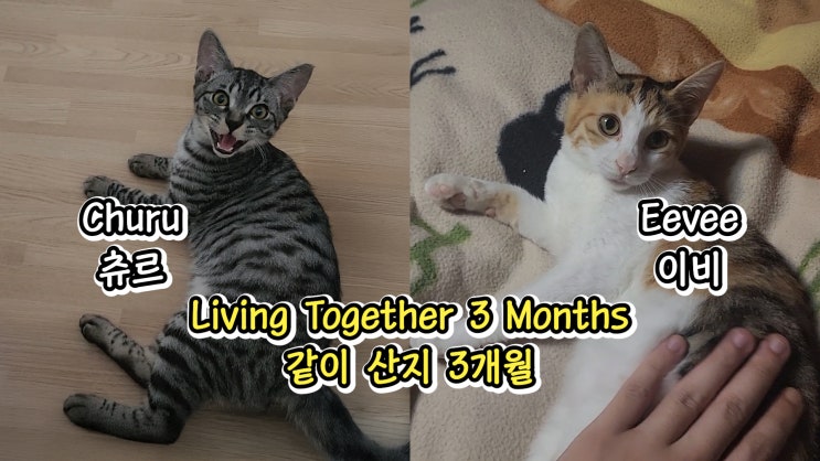  츄르랑 이비랑 같이 산지 3개월