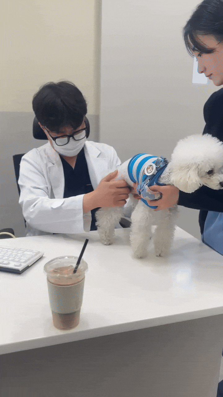  강일웅동물메디컬센터 울산동물병원 슬개골 검진 및 첫 방문 후기ㅣ울산 24시 동물병원 추천