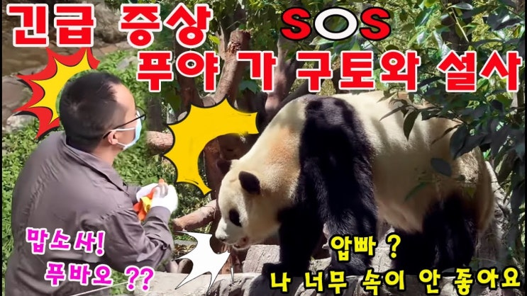<b>푸바오 건강 이상설</b> 확산! 도대체 무슨 일? 증상부터 중국 측... 