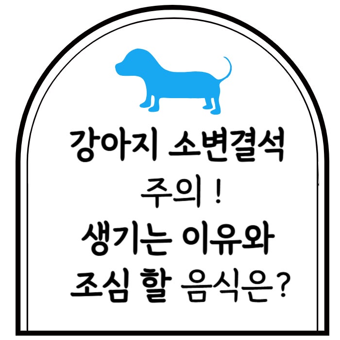  강아지 요로결석 예방하려면? 원인부터 위험한 음식까지 총정리
