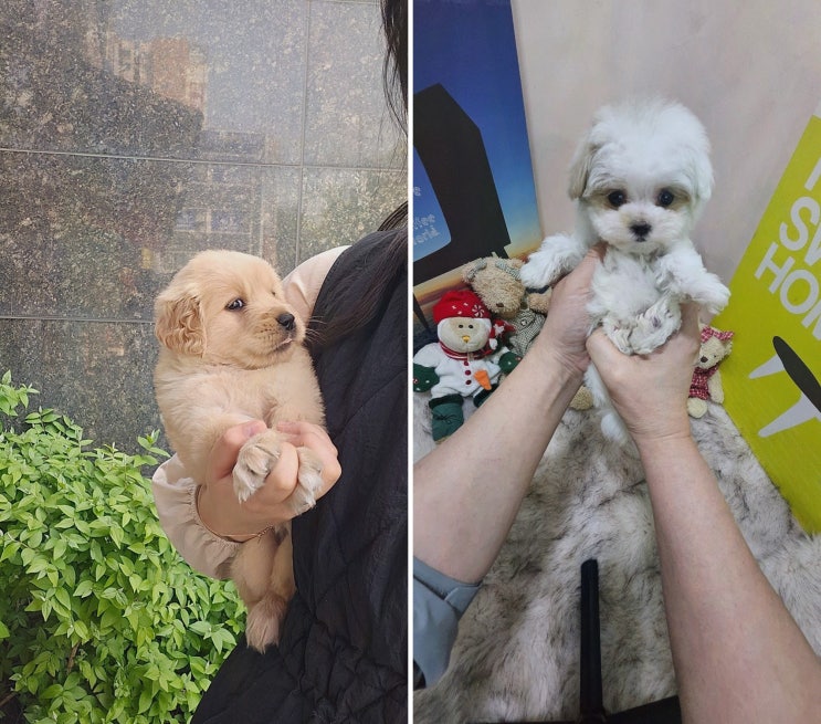  [강아지리뷰] 강아지분양 애견입양 아이러브독 인천점, 인천강아지분양의 최적지!