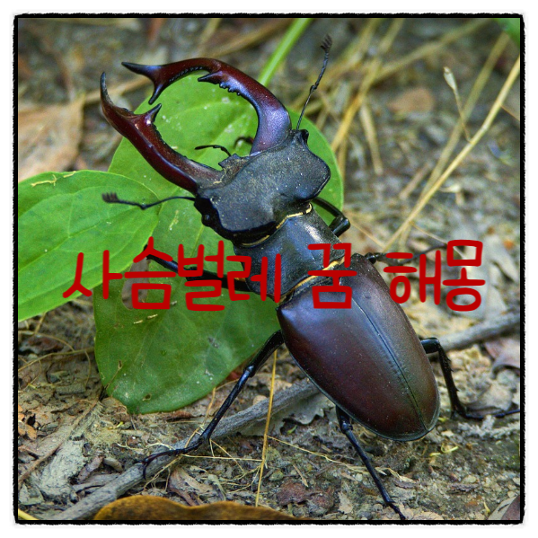 사슴벌레 꿈 해몽 사슴벌레를 다른 사람에게 주는 꿈, 죽은 사슴벌레를 보는 꿈 해몽