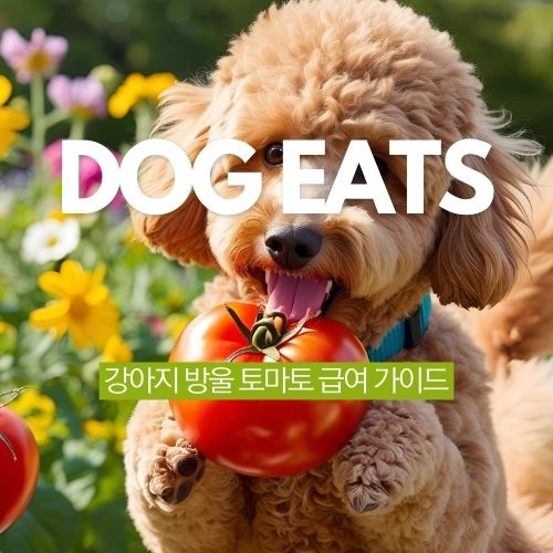  강아지 스테비아 방울 토마토 급여 가능한가요? 주의점 정리