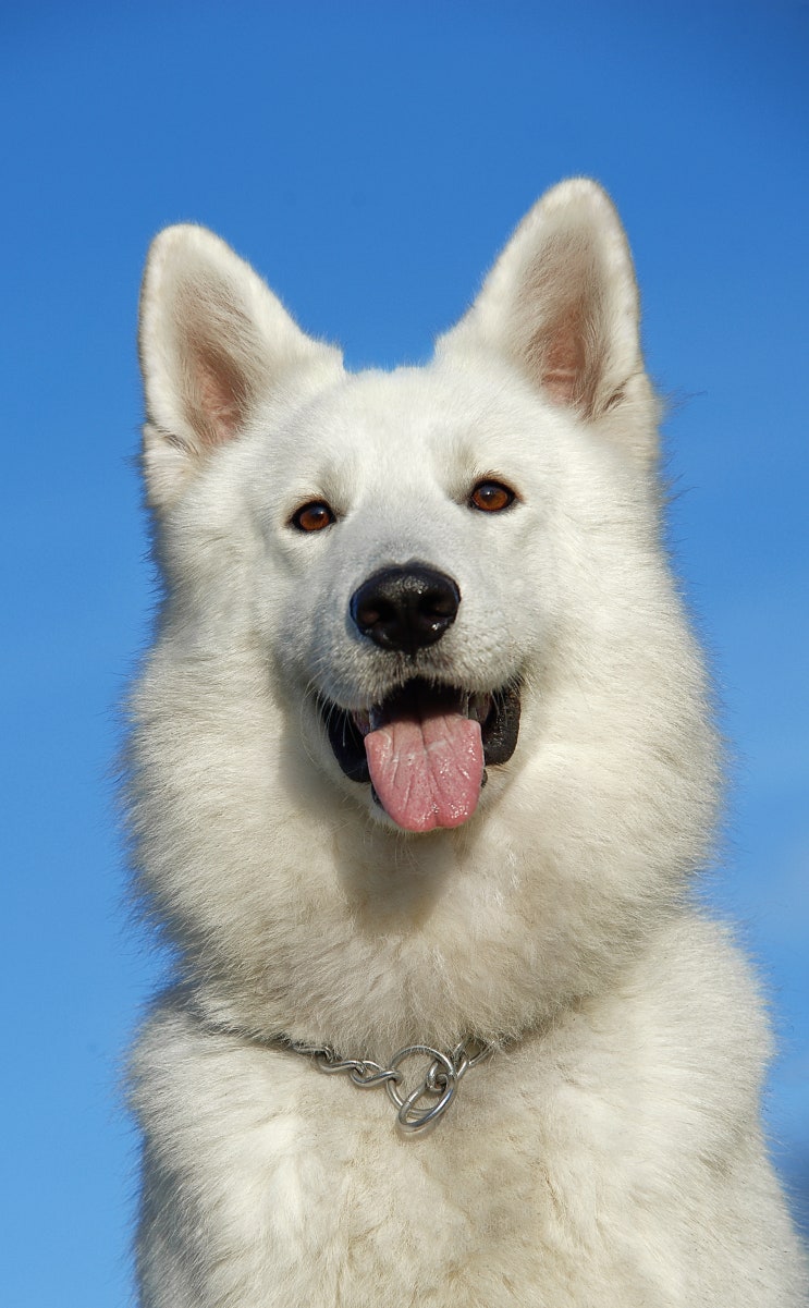  홋카이도 Hokkaido 北海道犬 견종 얼마나 아시나요