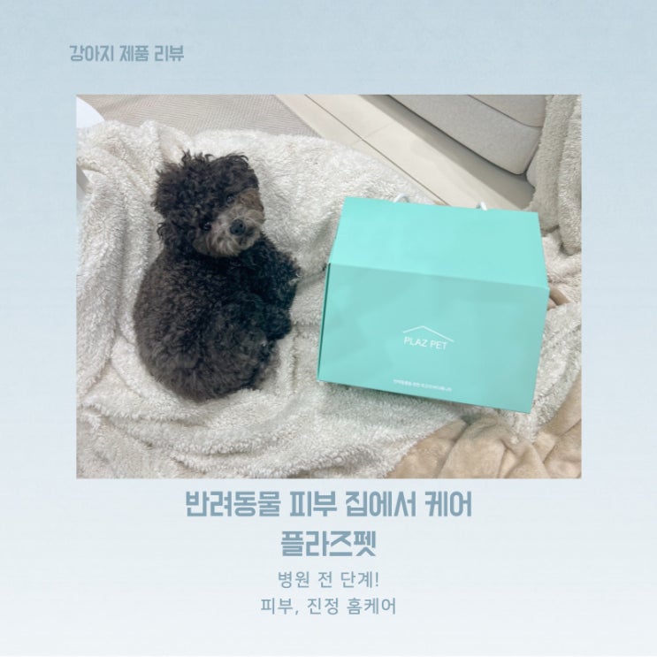  강아지 피부관리 플라즈펫으로 부드럽게 피부케어하기