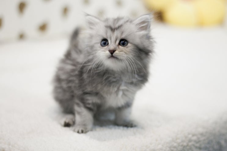  아기 고양이 분양 전 꼭 준비해야할 용품 리스트