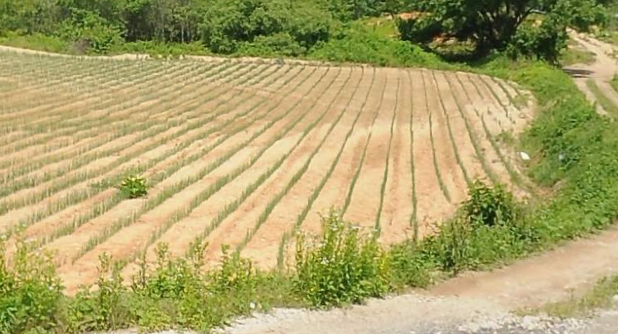  이천 장호원 진암리 자연녹지 농지(전) 매매!  5억, 주말농장/체류형쉼터/귀농귀촌 최적지! (이천IT부동산 추천)