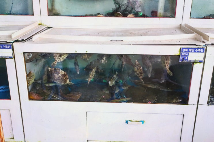  가족과 함께 즐기는 신선한 회, 포항펜션식당
