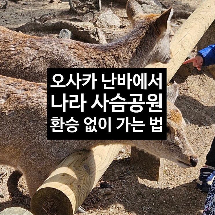  나라 사슴공원 가는 법 오사카 난바에서 나라공원 도다이지