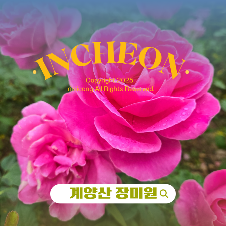  계양산 장미원 5월 실시간 개화현황, 둘레길부터 등산 코스까지