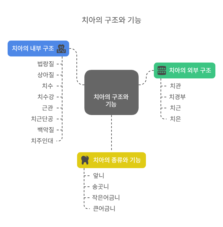  단단한 치아의 구조와 기능