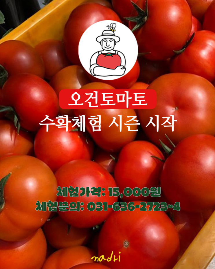  25년 이천 오건농장 토마토 체험 시즌 OPEN!