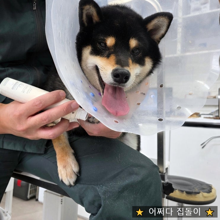  엄살 많은 시바견도 가능한 강아지 위생미용｜구미 인동 애견미용샵 유아독존 시바견블랙탄 후기