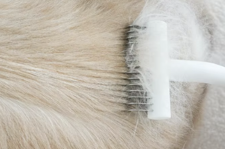  털부자 고양이 필수템! 아우뮤카 고양이 브러시 직접 써봤어요