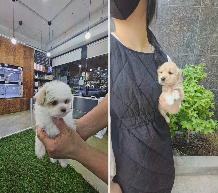 [강아지분양 애견입양 아이러브독 인천점] 사랑스러운 강아지를 만난 특별한 경험, 인천애겹샵