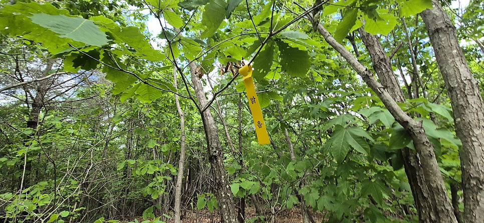업피산 사진 5