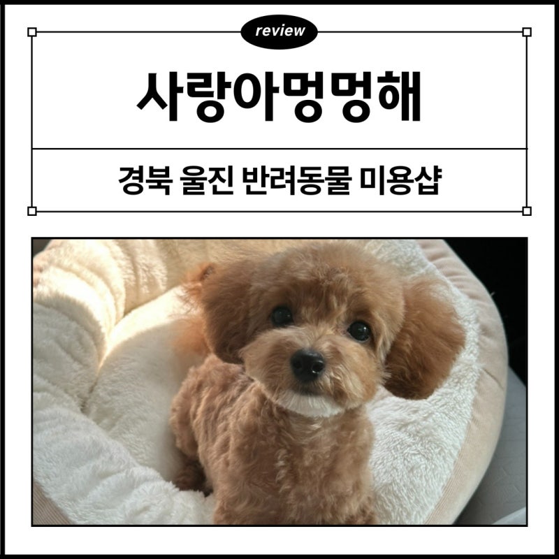 사랑아멍멍해