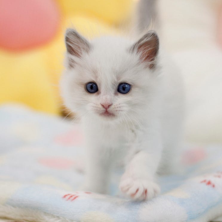  초보 집사를 위한 고양이 성격별 찰떡 품종 추천