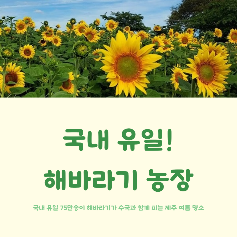 제주 김경숙 해바라기 농장, 국내 유일 해바라기와 수국의 여름 명소, 6월 제주 명소