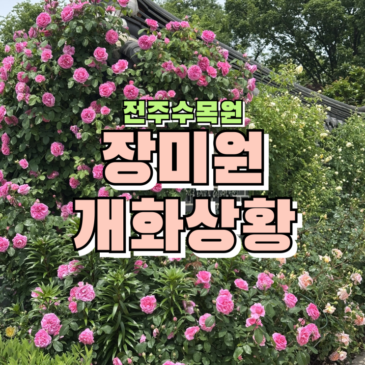 전주가볼만한곳 전주수목원 장미원 5월 셋째주 개화상황