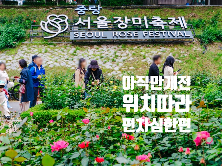 2025 중랑 서울 장미축제 장미 개화 근황쓰(5월 17일 촬영)