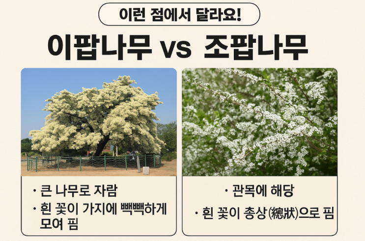  이팝나무 조팝나무 차이 구별방법부터 명소 축제까지