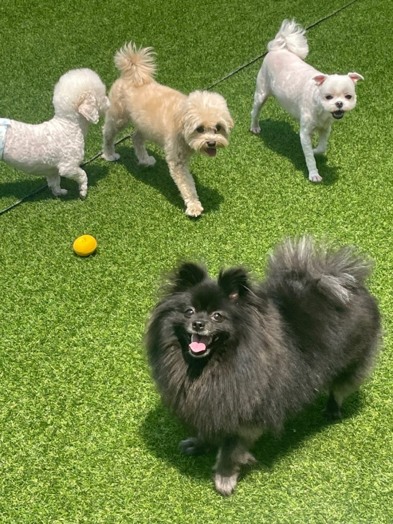 하이댕스