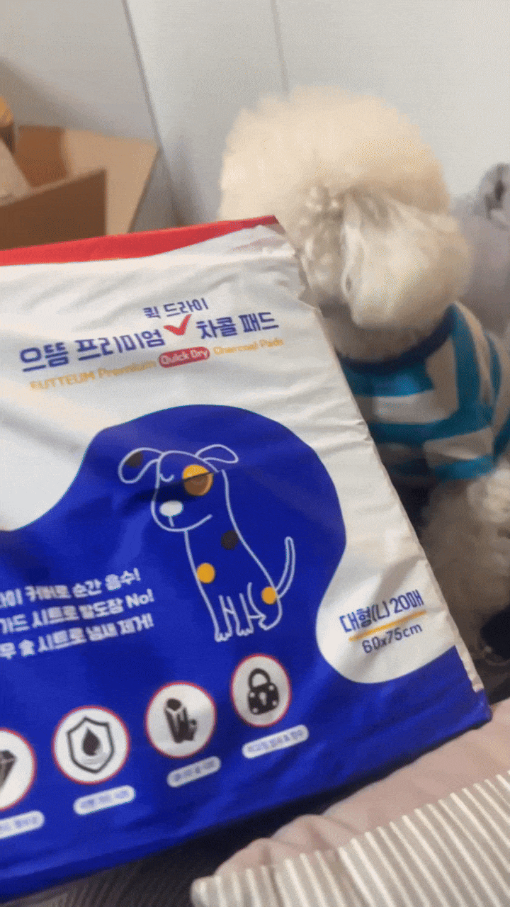  가성비 최고! 흡수력 좋은 프리미엄 도톰한 하루 배변패드