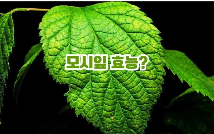  모시잎 효능 주의사항 모시잎차 모시떡 등 먹는법7