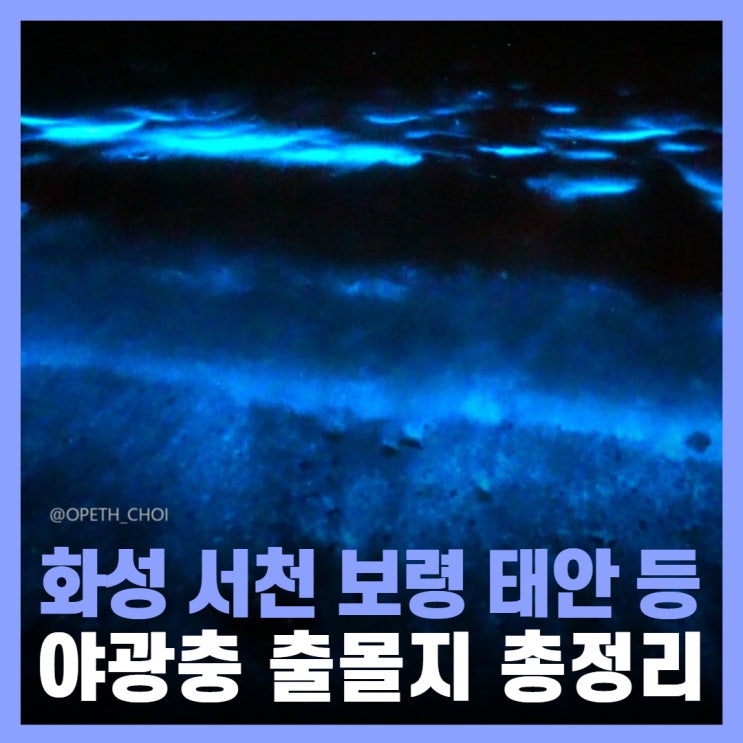  야광충 시기 장소 관측 방법 총정리 궁평항 월하성 서천