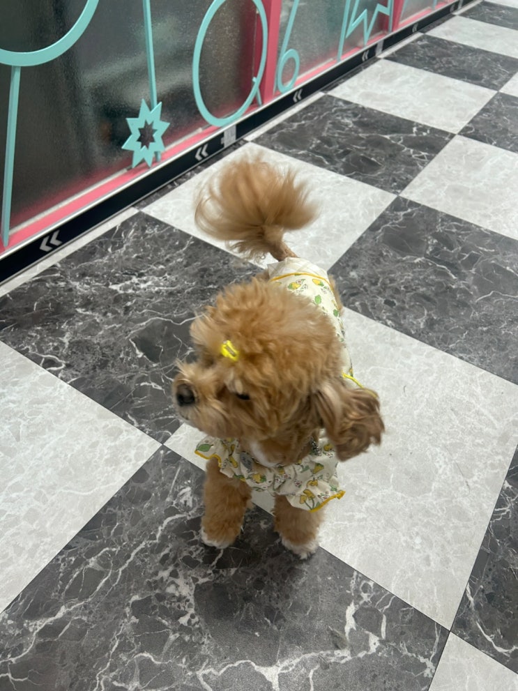  애견미용사자격증 비용 줄이는법 장학지원으로 절반 깎았어요