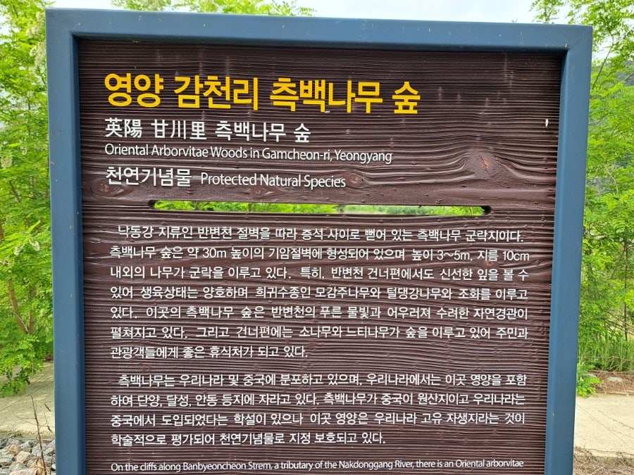 감천리측백나무숲 사진 3