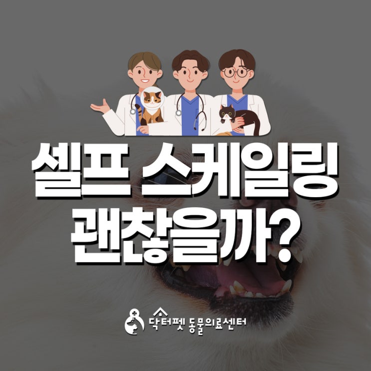  강아지 고양이 집에서 하는 ‘셀프 스케일링’ 정말 괜찮을까   부산 일요일 동물병원