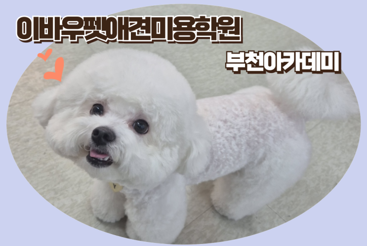 부천 심곡동 애견미용학원 추천과 추천하는 이유