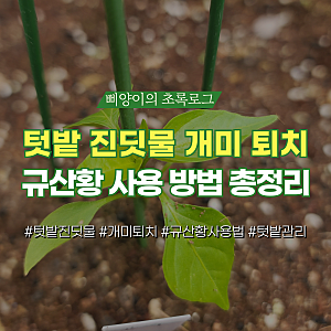 텃밭 진딧물 개미 퇴치 예방 방법 찐 농부가 알려준 팁 규산황 사용법