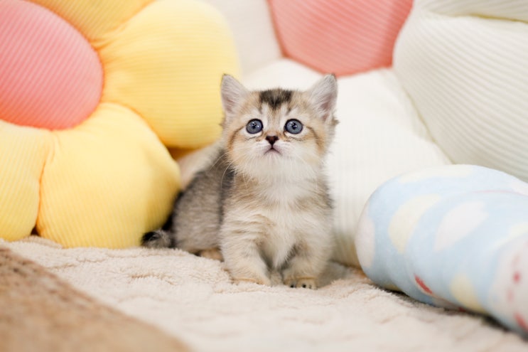  아기고양이 사료와 간식 언제부터 어떤 걸 줘야 할까?