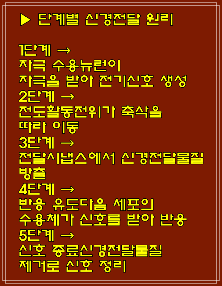 시냅스 구조, 뜻, 원리. 전기/화학시냅스 차이, 신경전달 원리 및 물질