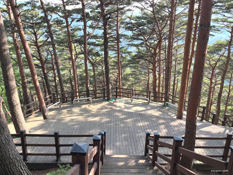 대관령 자연휴양림 야영장 캠핑, 대관령 소나무숲길 트레킹 코스 대관령 자연휴양림 야영장 캠핑, 대관령 소나무숲길 트레킹 코스
