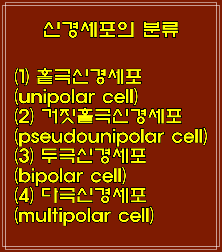 신경세포(뉴런) 구조, 특징 /신경교세포 뜻 종류, 기능
