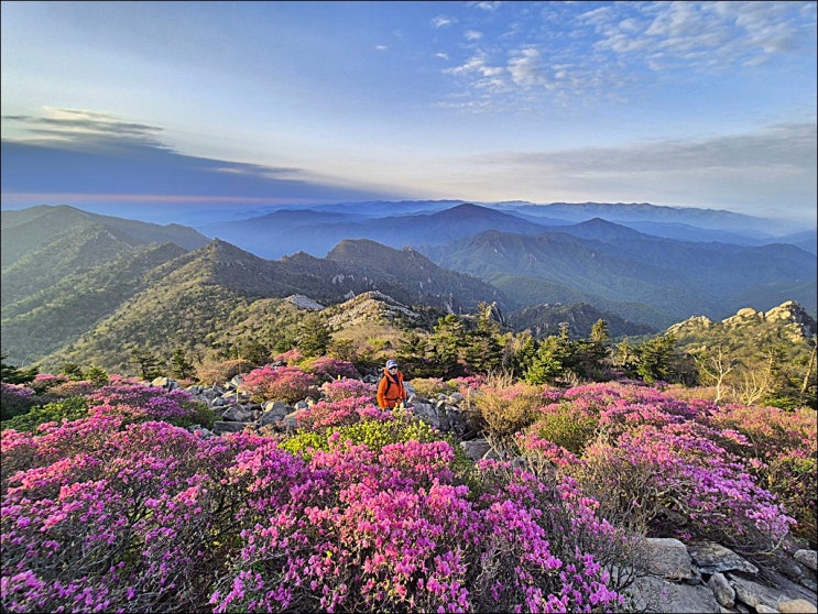  설악산 귀때기청봉 털진달래(한계령~장수대)