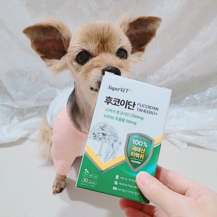  강아지 종합영양제 추천, 고양이 강아지 후코이단 면역력 항산화제